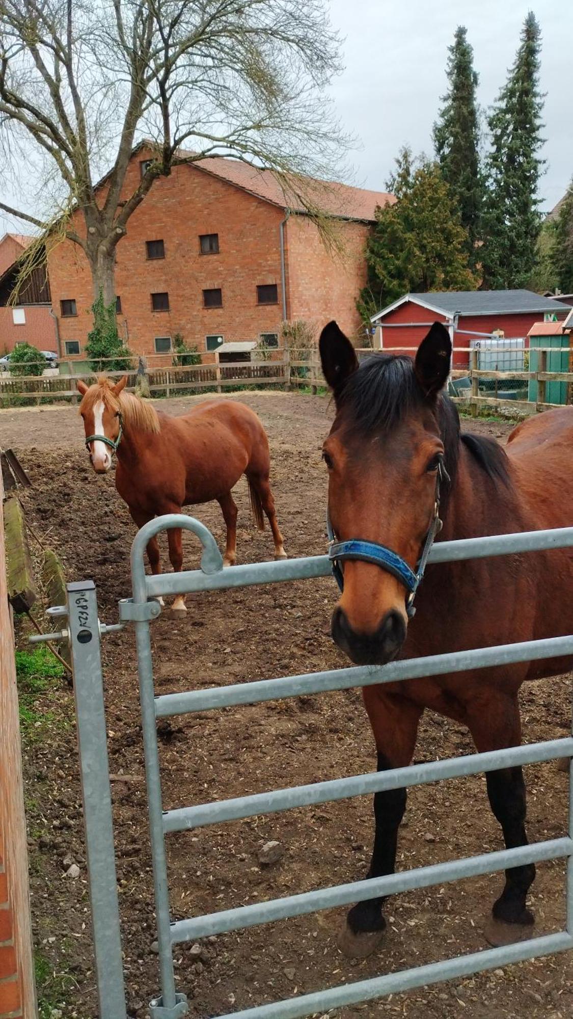 Appartement Wohnen Auf Dem Bauernhof à Laatzen Extérieur photo